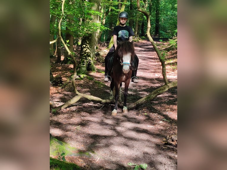 Icelandic Horse Gelding 6 years 13 hh Brown in Witten