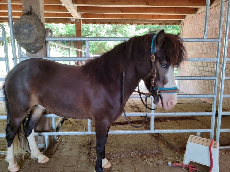 Icelandic Horse Gelding 6 years 13 hh Brown in Witten