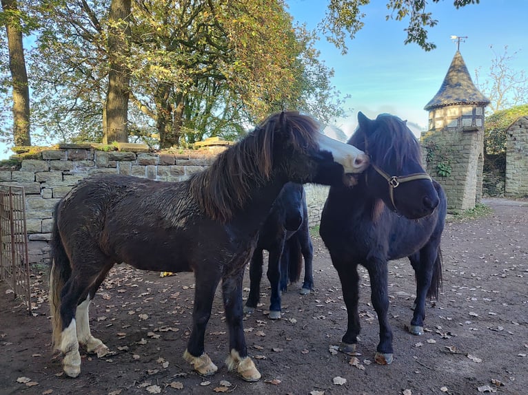 Icelandic Horse Gelding 6 years 13 hh Brown in Witten