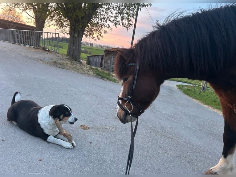 Icelandic Horse Gelding 6 years 13 hh Brown in Stimpfach