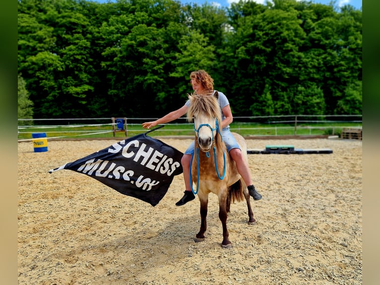 Icelandic Horse Gelding 6 years 13 hh Dun in Laubach