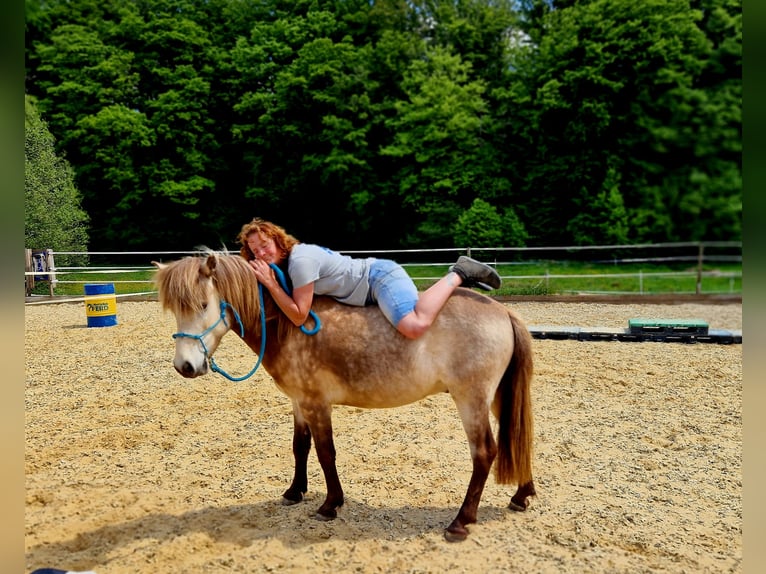 Icelandic Horse Gelding 6 years 13 hh Dun in Laubach