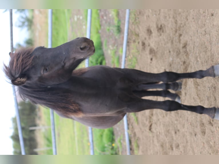 Icelandic Horse Gelding 6 years 13,1 hh Black in Selfoss