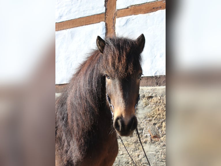 Icelandic Horse Gelding 6 years 13,1 hh Brown in Bad Driburg