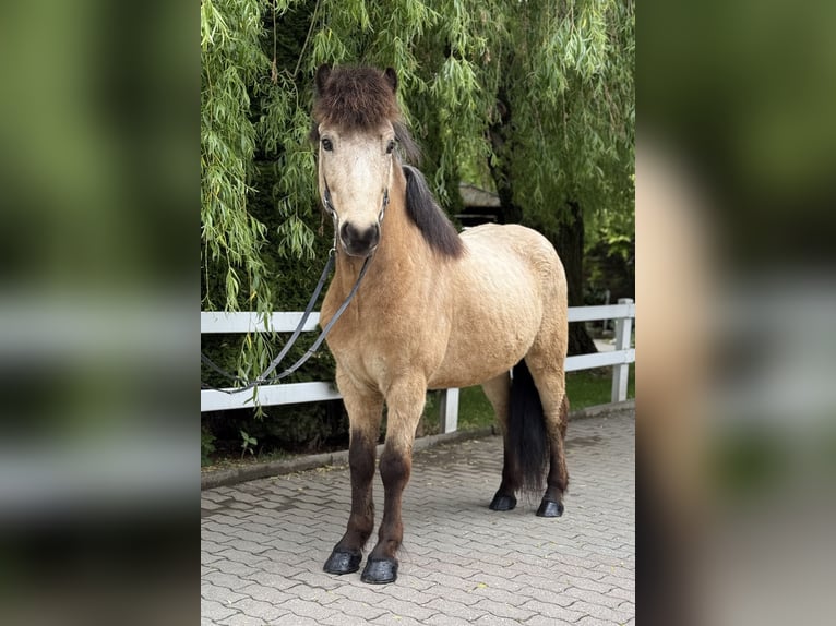 Icelandic Horse Gelding 6 years 13,1 hh Buckskin in Lochen am See