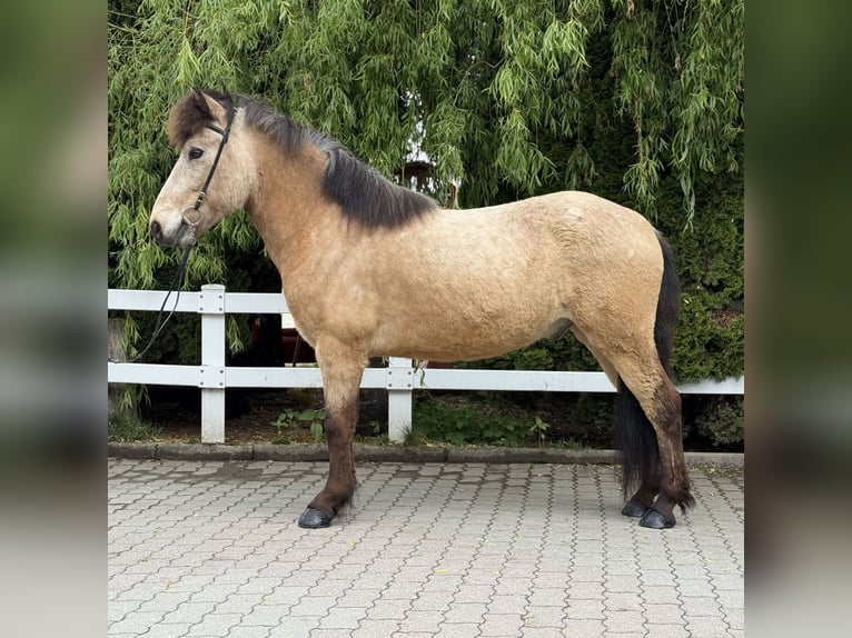 Icelandic Horse Gelding 6 years 13,1 hh Buckskin in Lochen am See