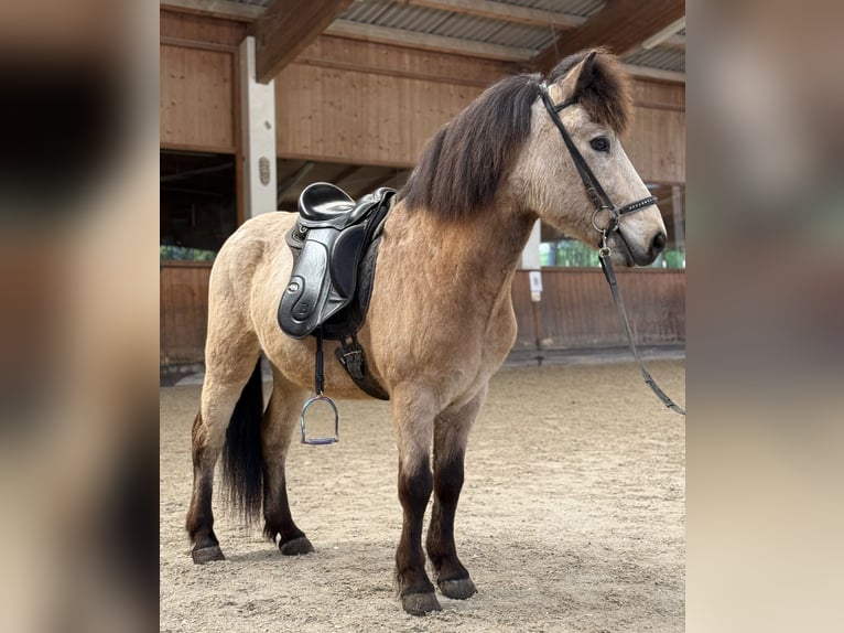 Icelandic Horse Gelding 6 years 13,1 hh Buckskin in Lochen am See