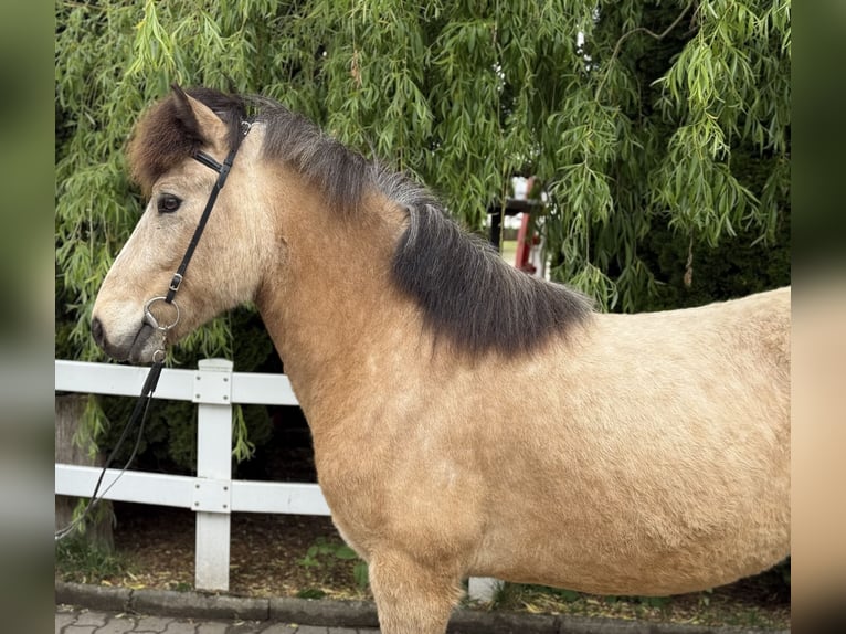 Icelandic Horse Gelding 6 years 13,1 hh Buckskin in Lochen am See