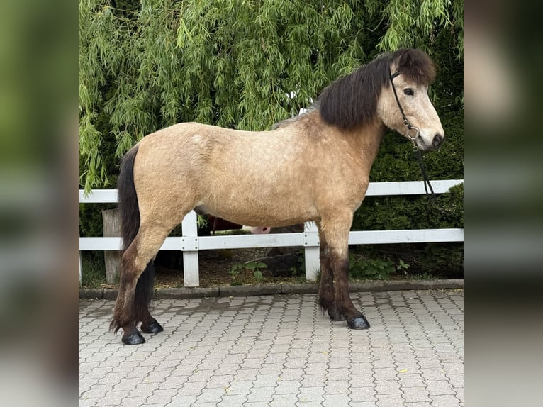 Icelandic Horse Gelding 6 years 13,1 hh Buckskin in Lochen am See
