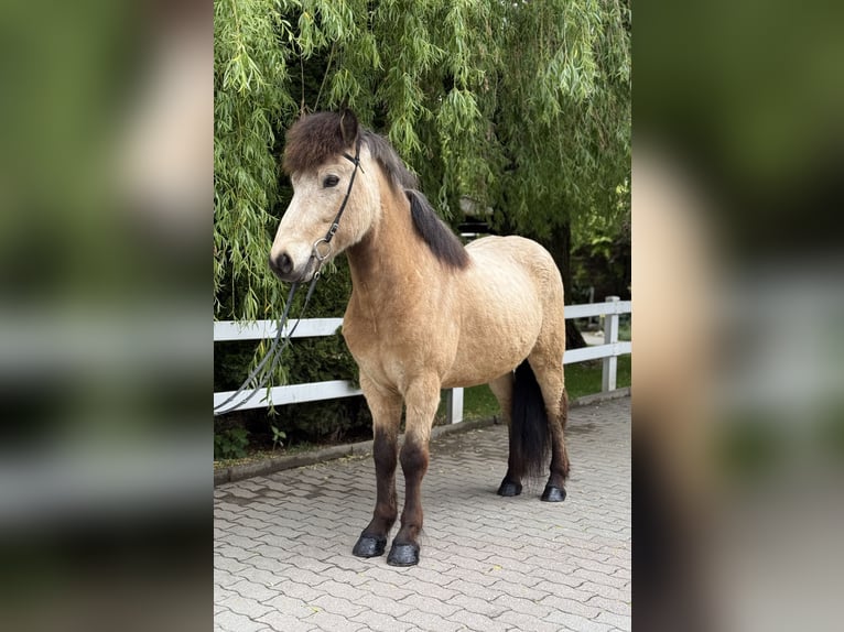 Icelandic Horse Gelding 6 years 13,1 hh Buckskin in Lochen am See