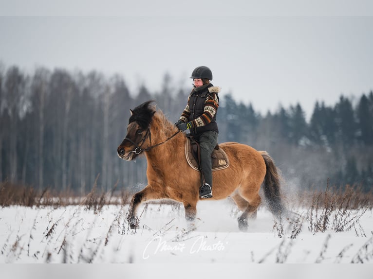 Icelandic Horse Gelding 6 years 13,1 hh Buckskin in Kodasoo