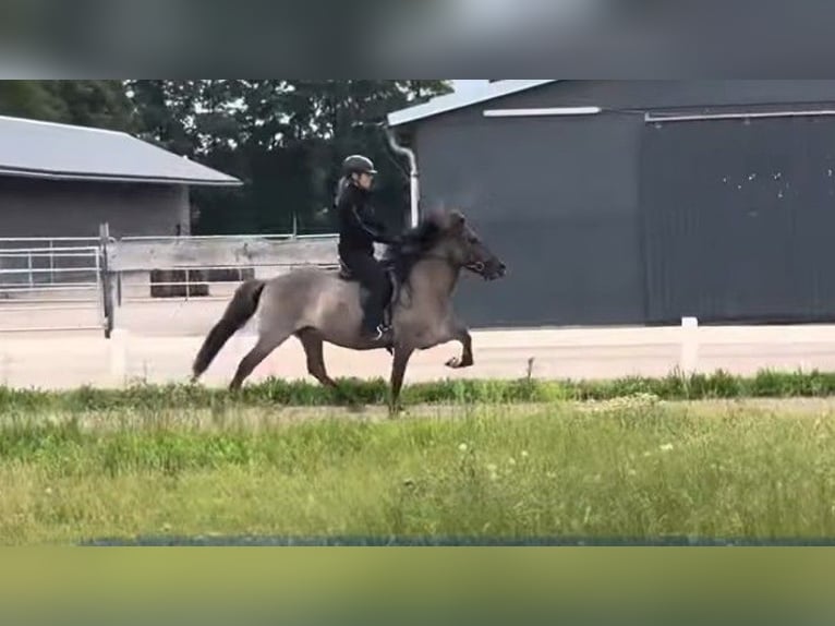 Icelandic Horse Gelding 6 years 13,1 hh in Schneverdingen
