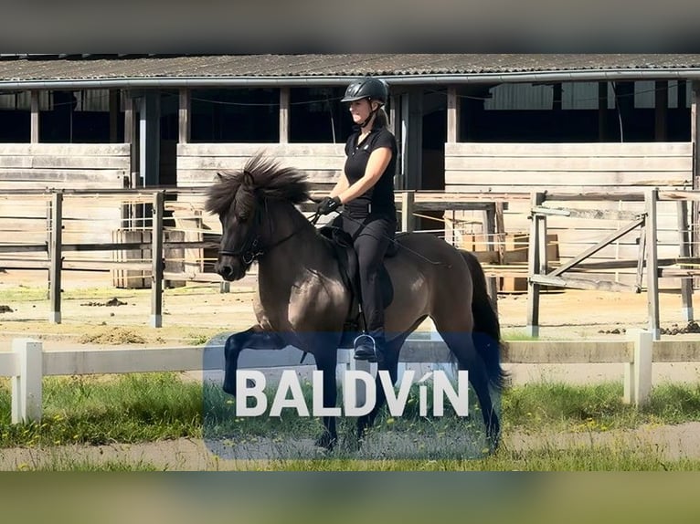 Icelandic Horse Gelding 6 years 13,1 hh in Schneverdingen