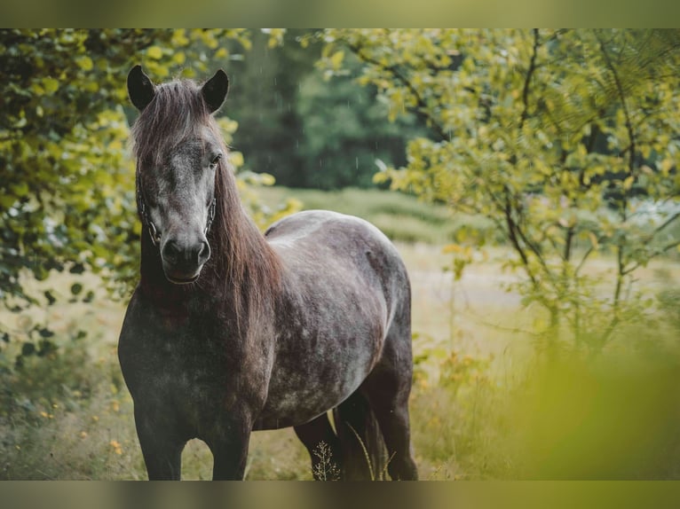 Icelandic Horse Gelding 6 years 13,1 hh Grey-Dark-Tan in Buchholz in der Nordheide