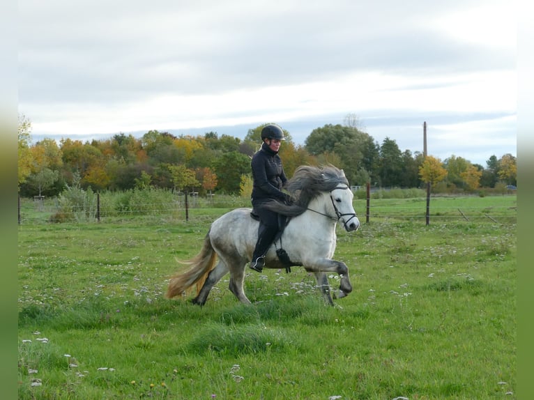 Icelandic Horse Gelding 6 years 13,1 hh Grey in Euskirchen
