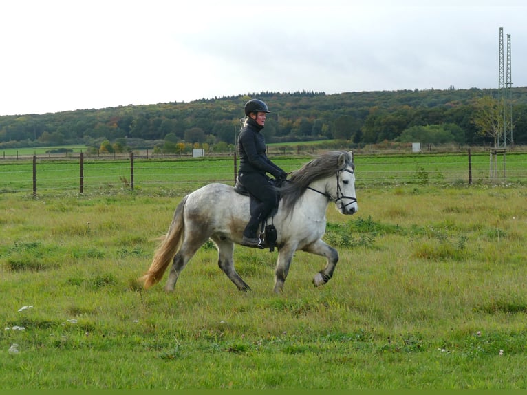 Icelandic Horse Gelding 6 years 13,1 hh Grey in Euskirchen
