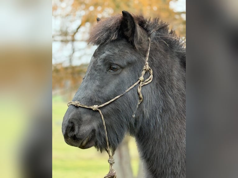 Icelandic Horse Gelding 6 years 13,2 hh Black in Achstetten