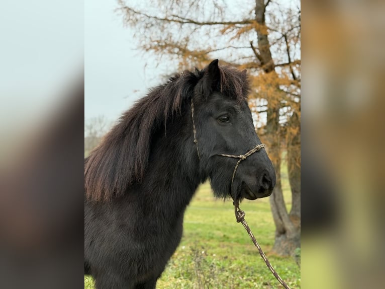 Icelandic Horse Gelding 6 years 13,2 hh Black in Achstetten