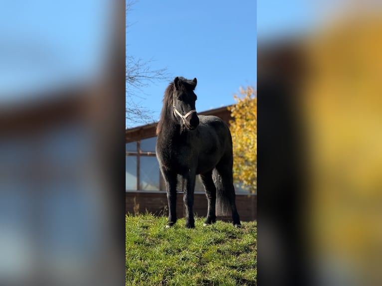 Icelandic Horse Gelding 6 years 13,2 hh Black in Achstetten