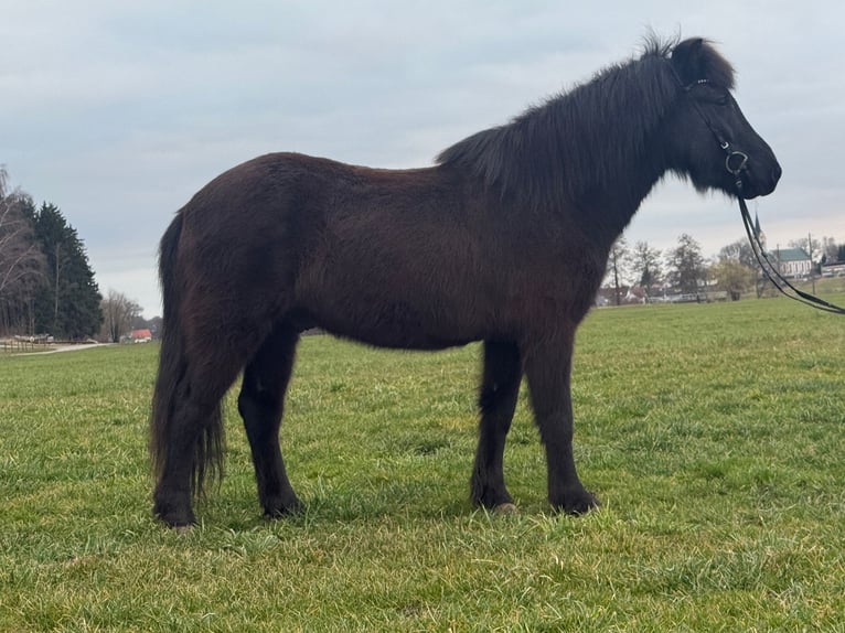 Icelandic Horse Gelding 6 years 13,2 hh Black in Holzgünz