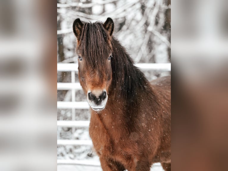 Icelandic Horse Gelding 6 years 13,2 hh Brown in Walshausen