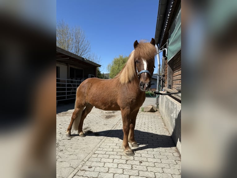 Icelandic Horse Gelding 6 years 13,2 hh Chestnut in Kaufungen