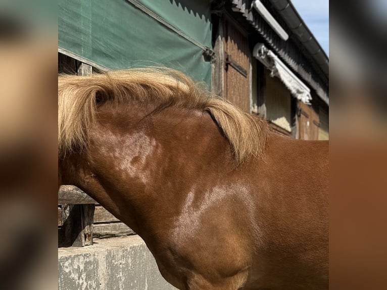 Icelandic Horse Gelding 6 years 13,2 hh Chestnut in Kaufungen