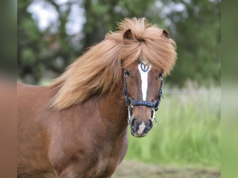 Icelandic Horse Gelding 6 years 13,2 hh Chestnut in Kaufungen