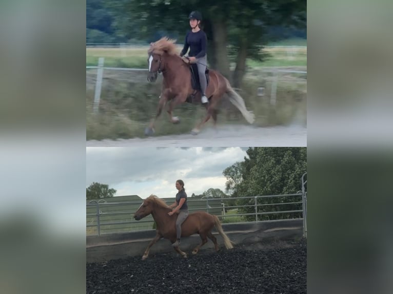 Icelandic Horse Gelding 6 years 13,2 hh Chestnut in Kaufungen