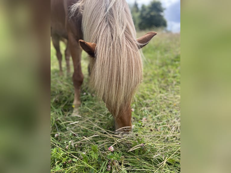 Icelandic Horse Gelding 6 years 13,2 hh Chestnut-Red in K&#xF6;nigswinter