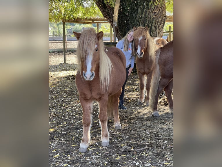 Icelandic Horse Gelding 6 years 13,2 hh Chestnut-Red in Stuttgart Icelandic Horse Gelding 6 years 13,2 hh Chestnut-Red in Stuttgart