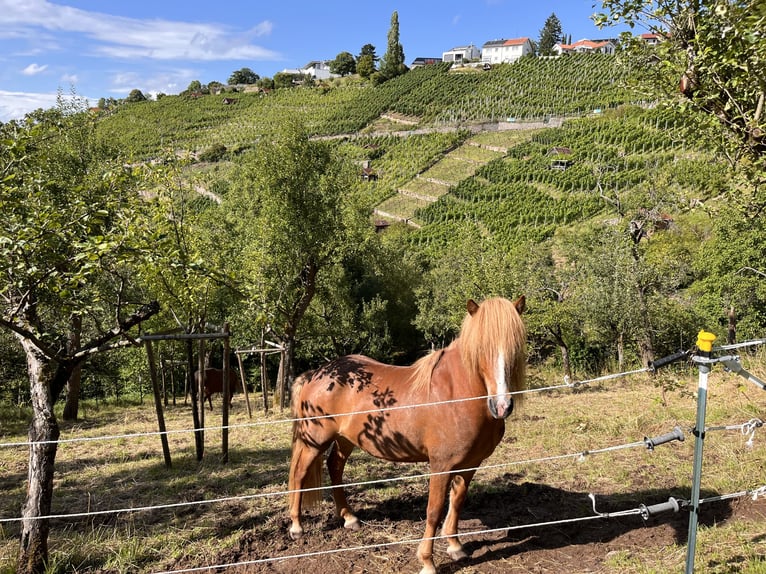 Icelandic Horse Gelding 6 years 13,2 hh Chestnut-Red in Stuttgart Icelandic Horse Gelding 6 years 13,2 hh Chestnut-Red in Stuttgart