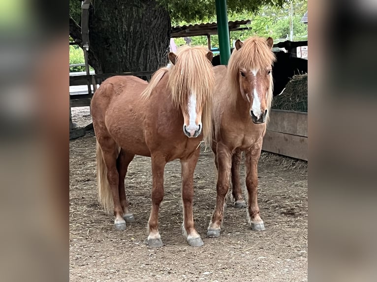 Icelandic Horse Gelding 6 years 13,2 hh Chestnut-Red in Stuttgart Icelandic Horse Gelding 6 years 13,2 hh Chestnut-Red in Stuttgart