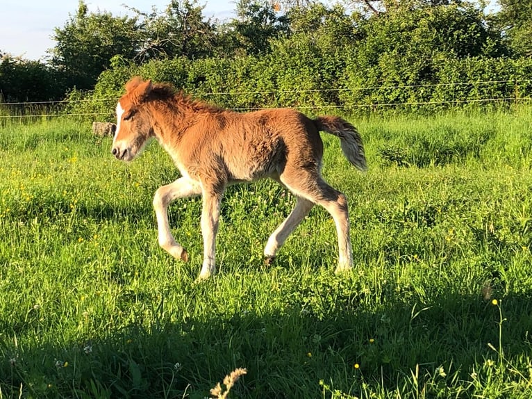 Icelandic Horse Gelding 6 years 13,2 hh Chestnut-Red in Stuttgart Icelandic Horse Gelding 6 years 13,2 hh Chestnut-Red in Stuttgart