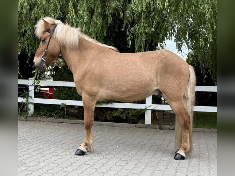 Icelandic Horse Gelding 6 years 13,2 hh Dun in Lochen am See