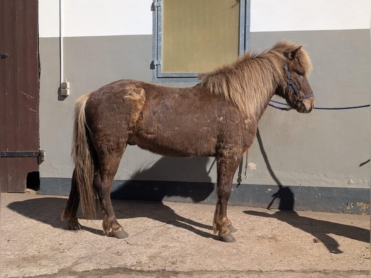 Icelandic Horse Gelding 6 years 13,2 hh in Soltau