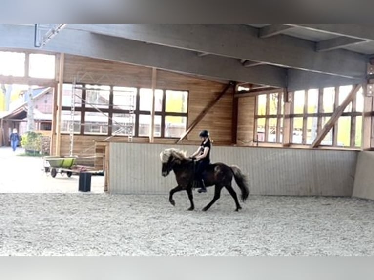 Icelandic Horse Gelding 6 years 13,2 hh in Soltau