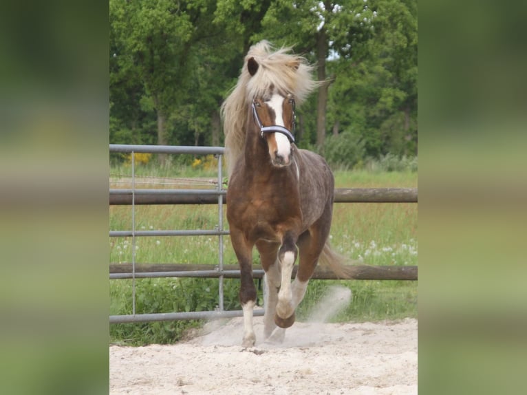 Icelandic Horse Gelding 6 years 13,2 hh Pinto in Harreveld