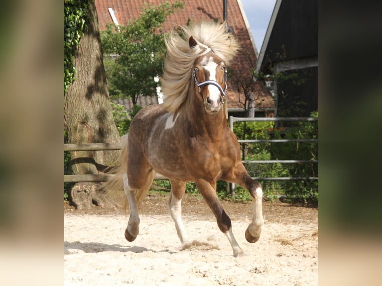Icelandic Horse Gelding 6 years 13,2 hh Pinto in Harreveld