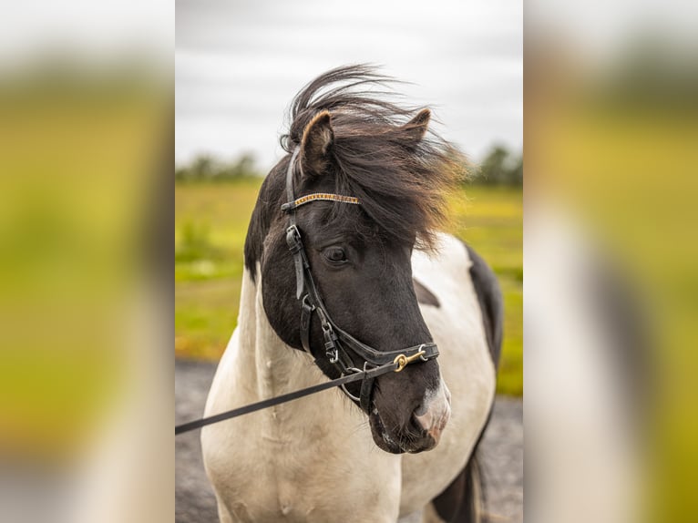 Icelandic Horse Gelding 6 years 13,2 hh Pinto in HVOLSV&#xD6;LLUR