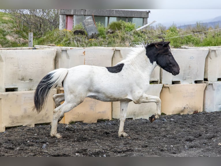 Icelandic Horse Gelding 6 years 13,2 hh Pinto in HVOLSV&#xD6;LLUR