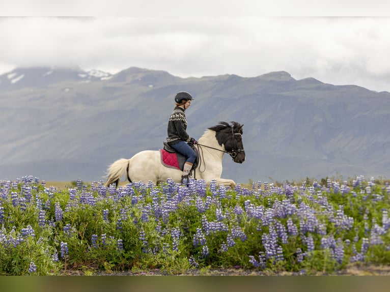 Icelandic Horse Gelding 6 years 13,2 hh Pinto in HVOLSV&#xD6;LLUR