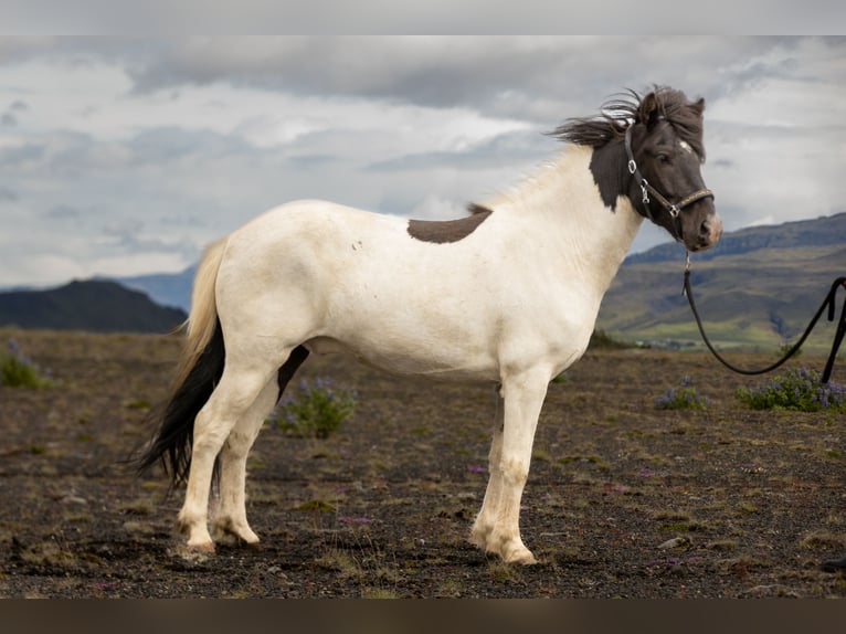 Icelandic Horse Gelding 6 years 13,2 hh Pinto in HVOLSV&#xD6;LLUR