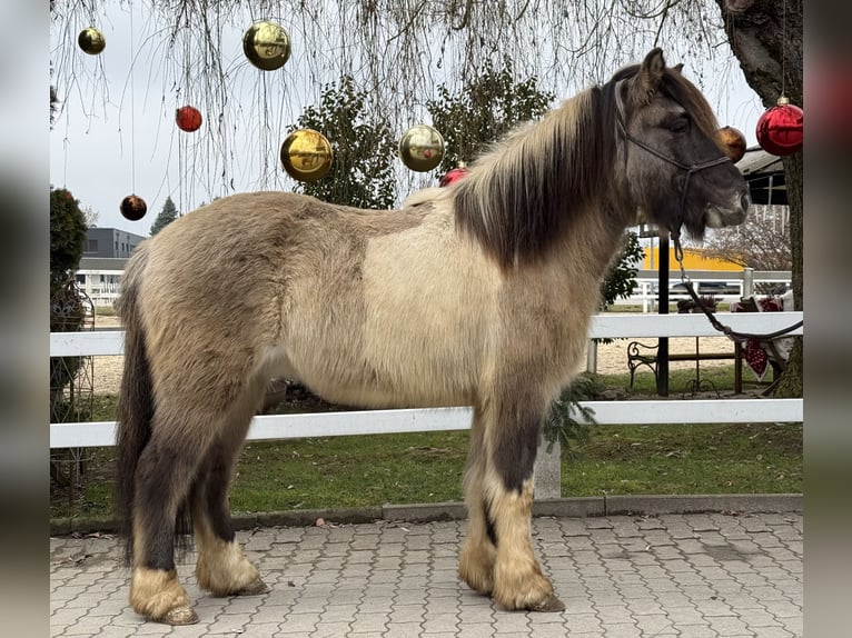 Icelandic Horse Gelding 6 years 13,2 hh Pinto in Lochen am See