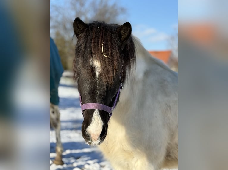 Icelandic Horse Gelding 6 years 13,2 hh Pinto in Achstetten