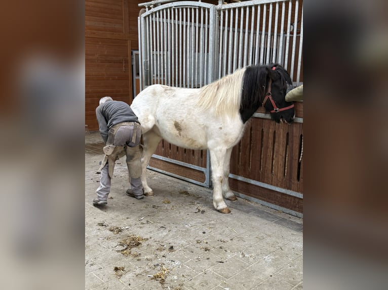 Icelandic Horse Gelding 6 years 13,2 hh Pinto in Achstetten