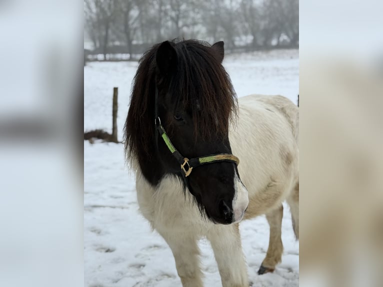 Icelandic Horse Gelding 6 years 13,2 hh Pinto in Achstetten