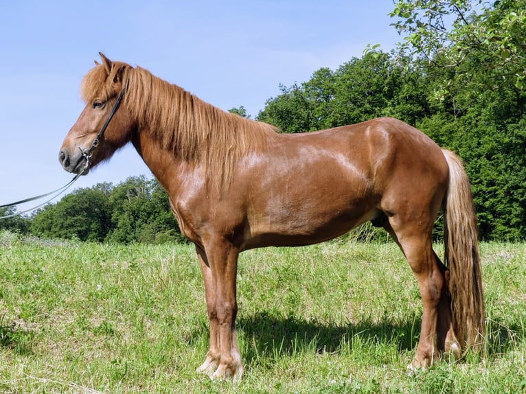 Icelandic Horse Gelding 6 years 13,3 hh Chestnut-Red in Beilstein