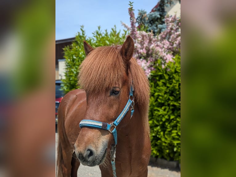 Icelandic Horse Gelding 6 years 13,3 hh Chestnut-Red in Beilstein