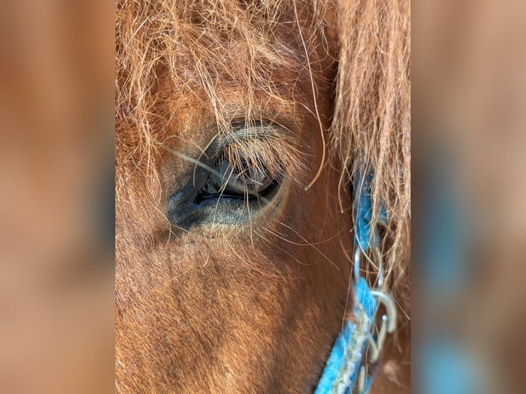 Icelandic Horse Gelding 6 years 13,3 hh Chestnut-Red in Beilstein